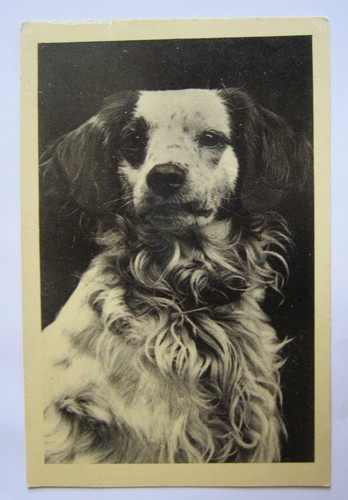 Dogs chien superb - dogs,