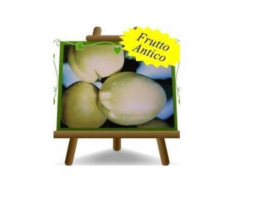 Albicocco tardiva picciola - albicocco,
