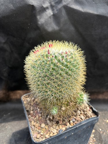 Mammillaria pringlei vivaio - pringlei, -vivaio