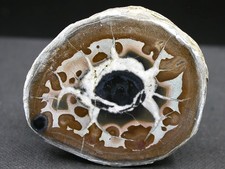 SEPTARIA - MAROC - 4,8 x 4 cm -  46 g