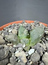 Ariocarpus lloydii