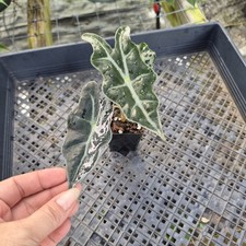 Alocasia nobilis pink