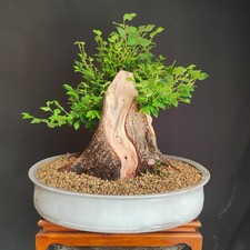 PRE BONSAI DI OLMO CAMPESTRE