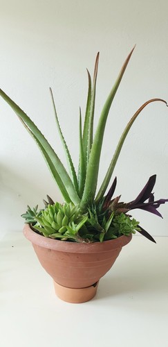 Mix piante grasse succulente - piante,