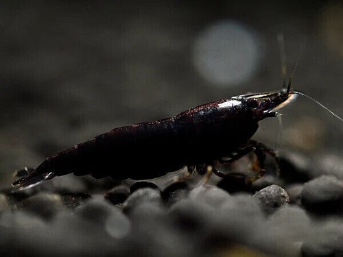Lotto caridina - x,