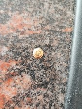 Rolex 16528 corona pulsanti