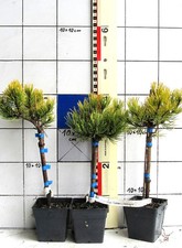 Pinus mugo CARSTENS WINTERGOLD