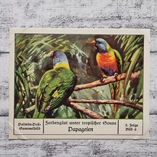 Pappagalli sole tropici brace