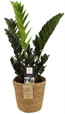 Zamioculcas Raven Piuma della