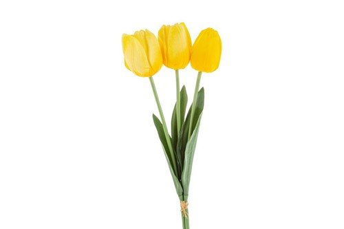 Set tulipani giallo real - set,