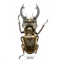 COLEOTTERO, INSETTO -H6292