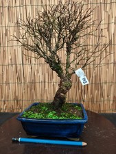Bonsai olmo parvifolia h - bonsai,