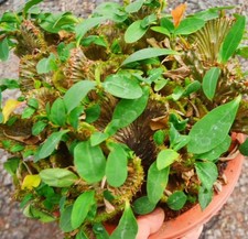 Sale Rare Cacti Euphorbia