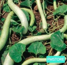 20 SEMI DI ZUCCA ZUCCHINA