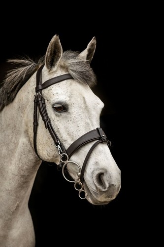 Equipride briglia - equipride, da
