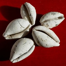 GASTÉROPODE FOSSILE DES