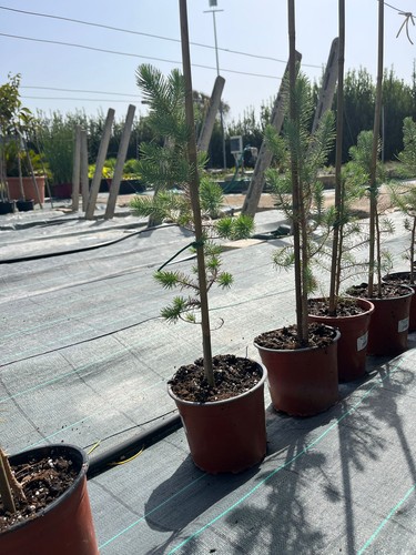 Pinus pinea pianta giovane - pinus,