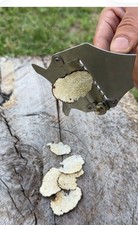 Tartufo nero estivo intero - tartufo,