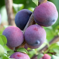 PIANTA DA FRUTTO SUSINO FRIAR