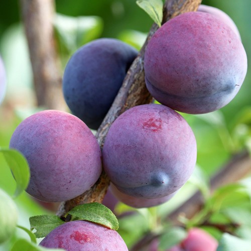 Pianta frutto susino friar - da,
