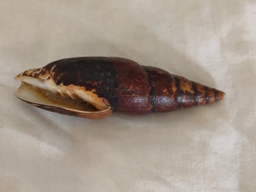 Conchiglia shell mitra - shell,
