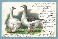 COMO - 1^ ESPOSIZIONE ANIMALI