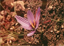 Picture Postcard~ Flower, Saffron Crocus (Crocus Sativus) Saffron Walden Museum