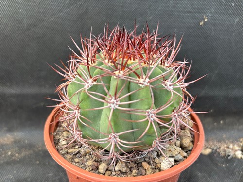 Denmoza rodacantha cactus - denmoza,