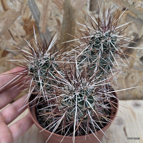 Echinocereus engelmannii vaso - echinocereus,