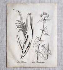 Antica incisione botanica in