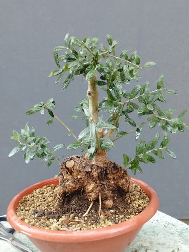 Bonsai olivastro 25x16cm - olivastro, in