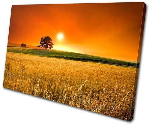 Paesaggi campo tramonto - paesaggi,