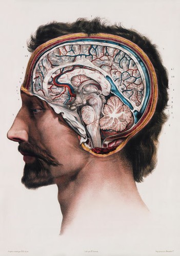 Ml09 poster anatomia - ml09,
