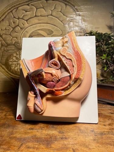 Vintage somso bacino maschile - vintage,