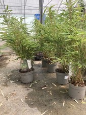 Bambù Due  Fargesia Nitida Gansu,Altezza 60/80  Cm Vaso 17 Raro Bamboo blu