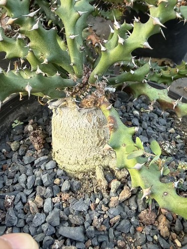 Pianta raraeuphorbia - pianta,