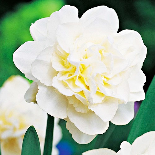 Narcisi bulbi fiori - narcisi, di