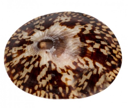 Nadeco cellana testudinaria - nadeco,