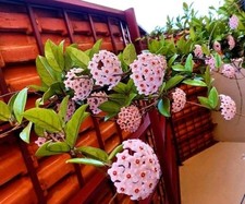 002464A Hoya Carnosa rosa 10
