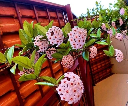 002464a hoya carnosa rosa - carnosa, 10