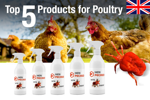 Hen becked red mite - becked,