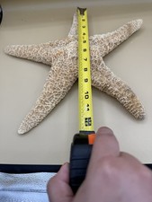 Decorazione da parete stella