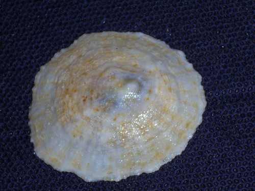 Rotula caerulea special - rotula,
