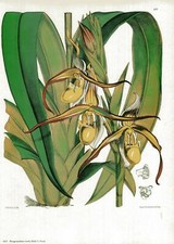 Phragmipedium roezlii garay - phragmipedium,