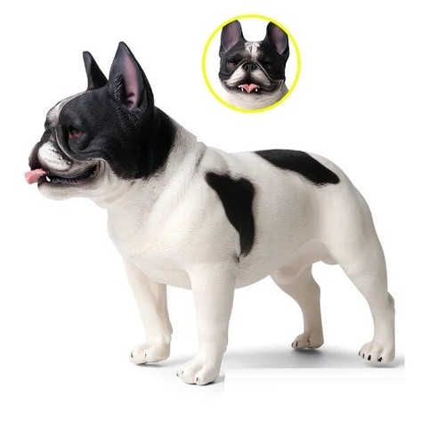 Bulldog bianco nero - , cane