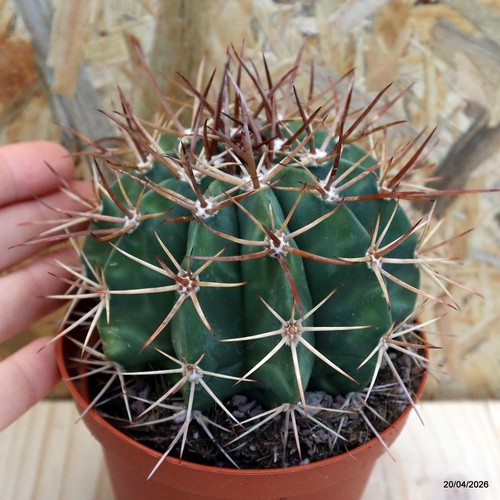 Melocactus axinophorus vaso - axinophorus, 10
