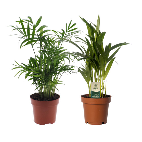 Palme duo dypsis lutescens - palme,