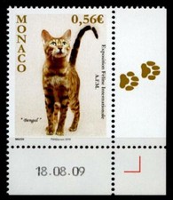 Gatto del Bengala. Interno