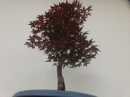 Bonsai acero palmato - bonsai,