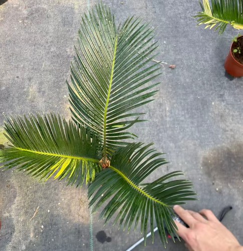 Raro cactus cycas revoluta - raro,